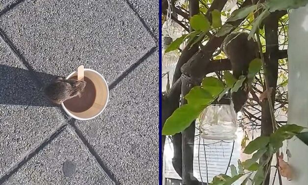 Patkányinvázió Zuglóban: Egyre nagyobb a pánik, az Örs vezér terén fényes nappal szaladgálnak a rágcsálók, sok utcában az ablakot sem merik nyitva hagyni
