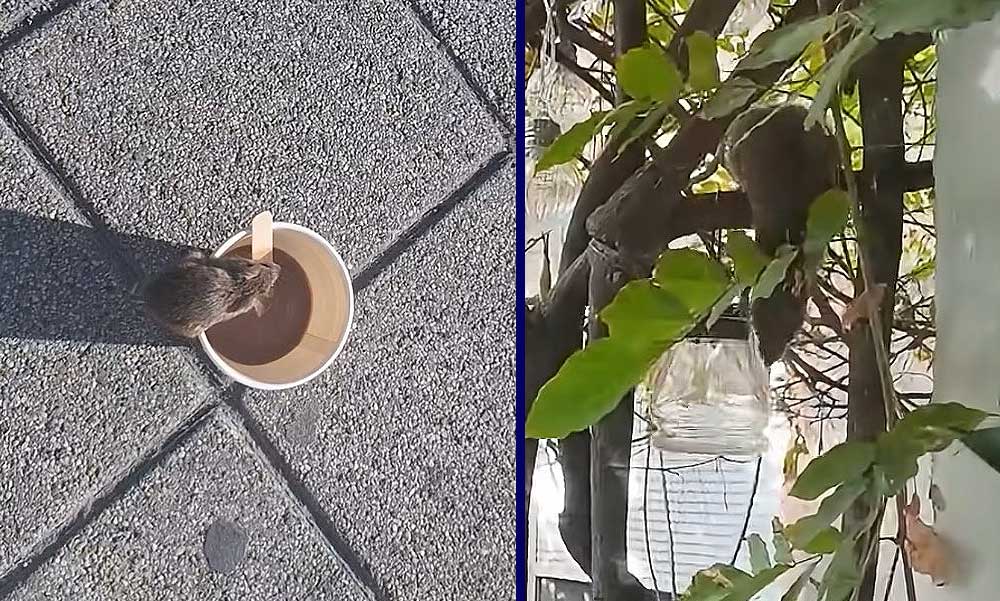 Patkányinvázió Zuglóban: Egyre nagyobb a pánik, az Örs vezér terén fényes nappal szaladgálnak a rágcsálók, sok utcában az ablakot sem merik nyitva hagyni